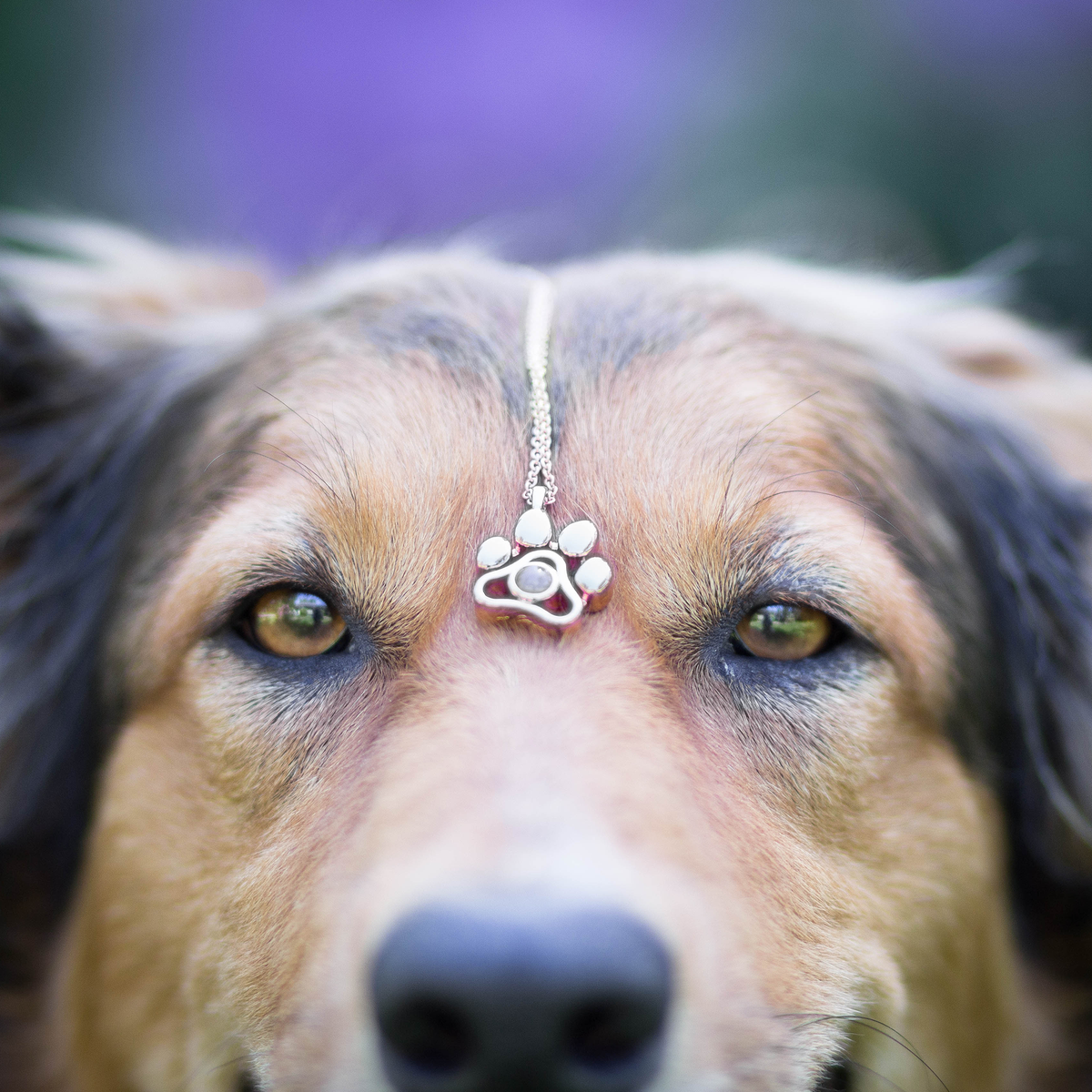 Collar personalizado con foto de tu perro